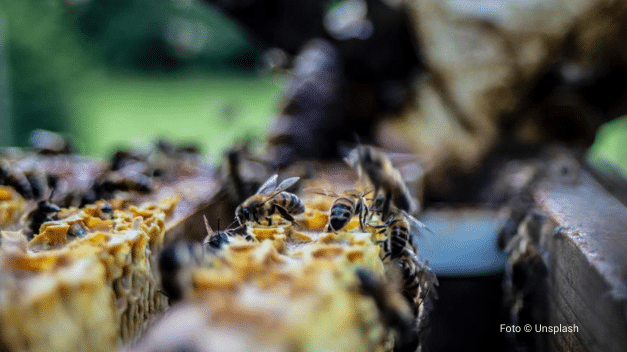 FAO abre inscrições para curso gratuito sobre agroecologia FAO abre inscrições para curso gratuito sobre agroecologia