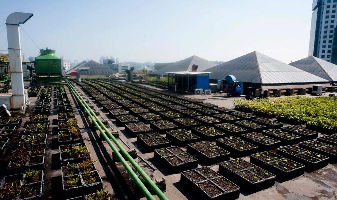 A vez da agricultura urbana