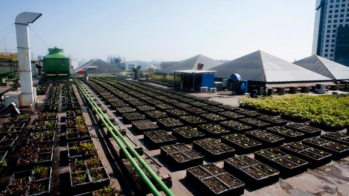 A vez da agricultura urbana A vez da agricultura urbana