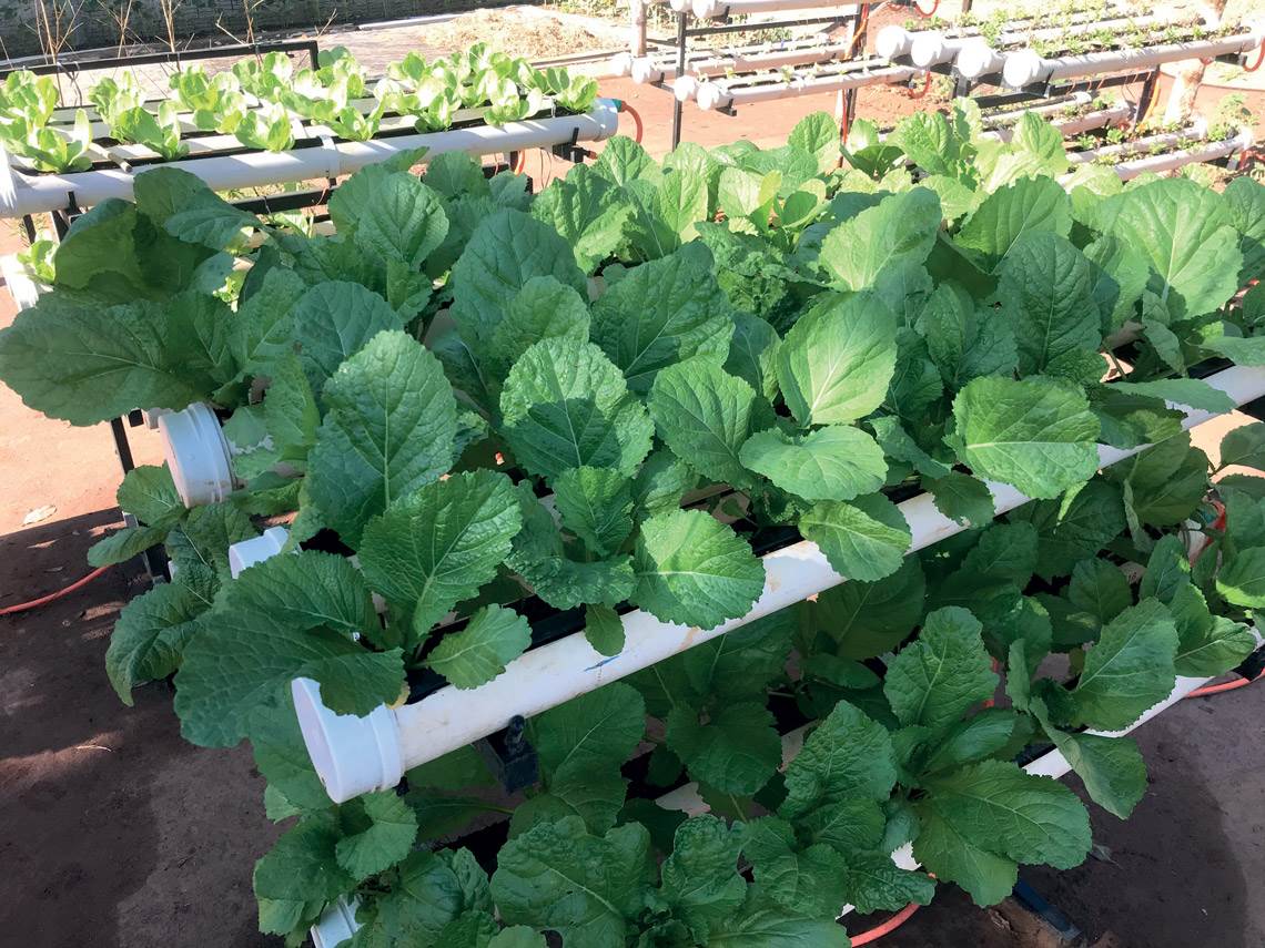Plataforma Babilônia para cultivo de alimentos em locais abertos criada por startup. Foto por Milton Godoy Saito