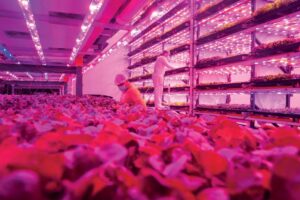 Empresa paulista Pink Farms utiliza em sua fazenda-piloto luzes LED coloridas que emulam a radiação solar. Foto de Léo Ramos Chaves