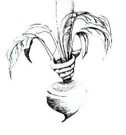 0-5628_6_colheita
